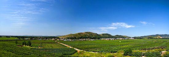 河北葡萄酒产区【图】