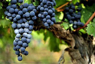 马尔贝克Malbec – 酿酒葡萄