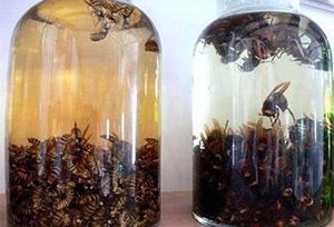 【药酒】蜂虫可以泡酒吗？蜂虫泡酒的作用