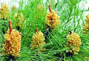松花粉可以用来泡酒吗？松花粉酒的制作方法 