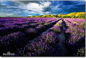 Provence_普罗旺斯产区
