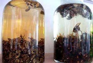 蜜蜂泡酒有什么功效和作用？ 