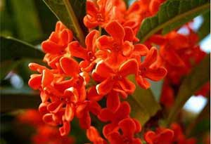 红桂花能泡酒吗?红桂花酒的功效与作用 红桂花能泡酒吗?红桂花酒的功效与作用0.jpg