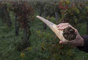 什么是BiodynamicWine【一种月亮圆缺影响的神秘种植法】0.jpg