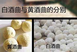 白酒曲与黄酒曲有什么区别？ 