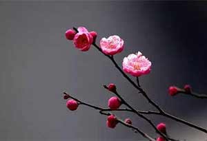 0.jpg 梅花可以用来粮酒吗?梅花酒的制作方法0.jpg