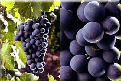 cabernet sauvignon赤霞珠