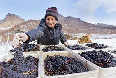 北冰红葡萄品种介绍，国产首个最适合打造高档冰酒的葡萄2.jpg