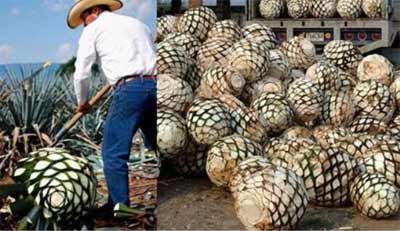 tequila是什么酒，是龙舌兰酒但不是所有龙舌兰酒都可以叫tequila3.jpg