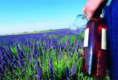 法国普罗旺斯葡萄酒产区，provence薰衣草花海搭配桃红酒太梦幻4.jpg
