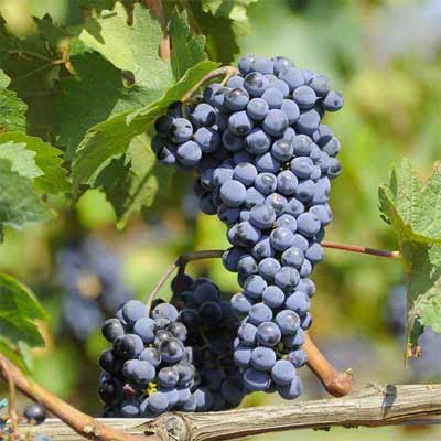 cabernet sauvignon什么意思，是最受欢迎的葡萄品种赤霞珠2.jpg