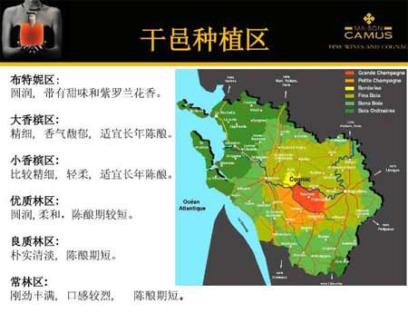 金花卡慕布特妮vsop怎么样，每一滴都散发紫罗兰芬芳的极品干邑2.jpg