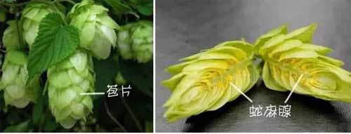 卡斯卡特啤酒花是香型的吗，是美国苦香兼具型啤酒花(附酒花大全)3.jpg