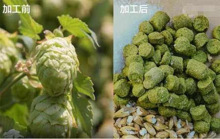 卡斯卡特啤酒花是香型的吗，是美国苦香兼具型啤酒花(附酒花大全)4.jpg