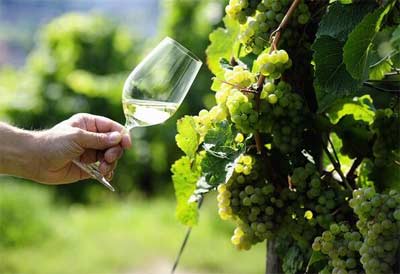 雷司令是白葡萄酒还是红葡萄酒，Riesling是最出色的白葡萄酒2.jpg