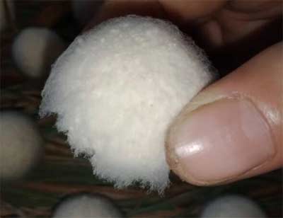 酒曲是怎么来的和酵母的区别，酒曲粮食霉变而来与酵母用途不同1.jpg