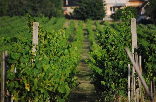 南澳大利亚葡萄酒产区：麦克拉伦谷(McLaren Vale)1.jpg