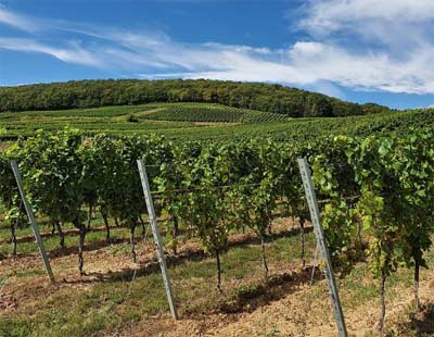 克莱尔谷葡萄酒产区（Clare Valley）1.jpg
