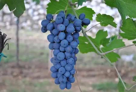 瓦坡里切拉Valpolicella葡萄酒产区有哪些独特之处3.jpg