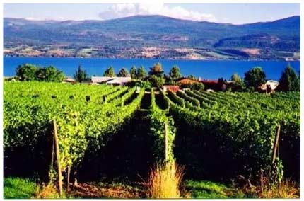 法国的卢瓦尔河谷(Loire Valley) 葡萄酒产区介绍