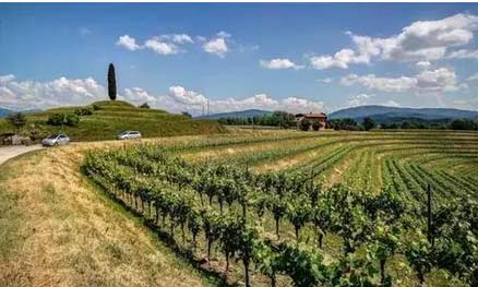 意大利白葡萄酒产区-弗留利（Friuli）1.jpg