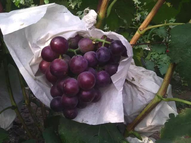 盘点：12种热门葡萄品种的市场前景！ 第6张