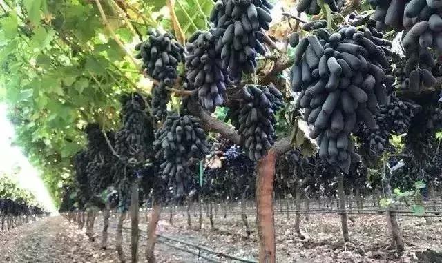 盘点：12种热门葡萄品种的市场前景！