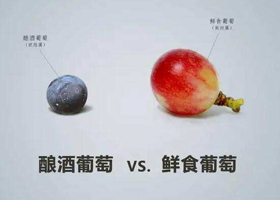 酿酒葡萄适合酿酒的原因