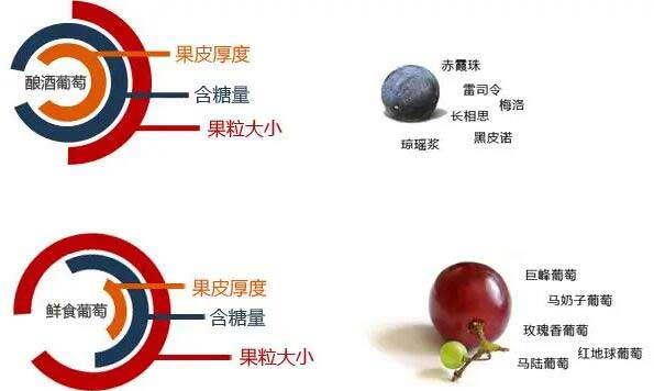 酿酒葡萄适合酿酒的原因2.jpg