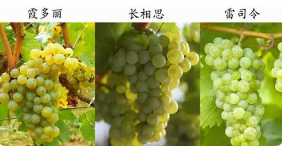 葡萄长相思霞多丽和雷司令的区别（图文)