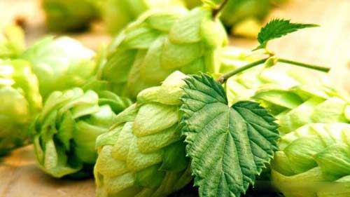 见过啤酒花吗？为什么酿造啤酒用大麦芽？大麦啤酒与小麦啤酒区别2.jpg