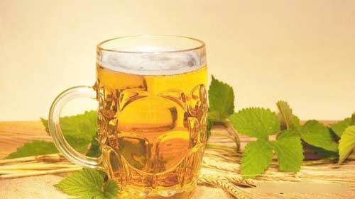 见过啤酒花吗？为什么酿造啤酒用大麦芽？大麦啤酒与小麦啤酒区别3.jpg