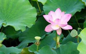 5.jpg 可以泡酒的花有哪些?10种可以泡酒的花5.jpg