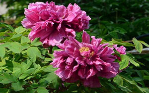 6.jpg 可以泡酒的花有哪些?10种可以泡酒的花6.jpg