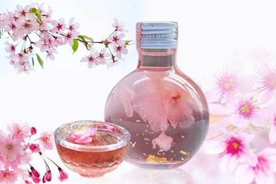 樱花酒是怎么制作的