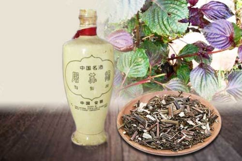 俗话说春风送暖入屠苏；屠苏酒里的屠苏为何物？1.jpg